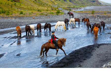 Riding with the Herd in Iceland 